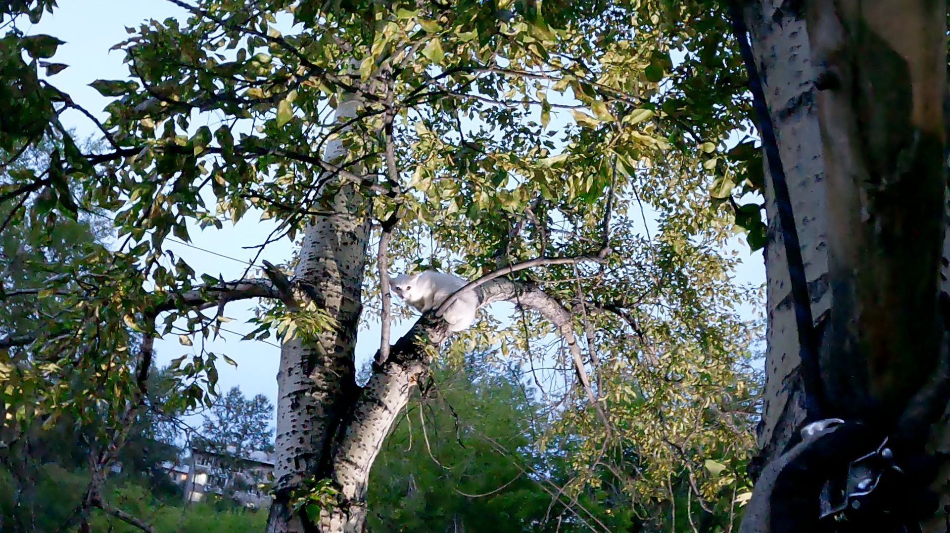 Беляна нервничает смотреть онлайн