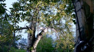 Беляна нервничает