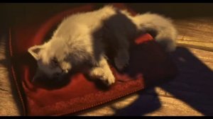 Кот в сапогах мультик нарезка