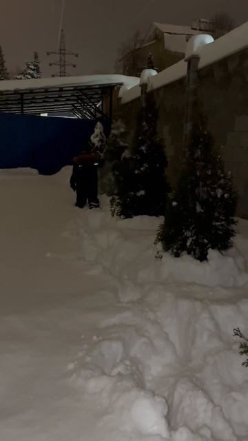 как правильно чистить туи от снега🤣🤣🤣 смотреть онлайн