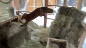 Лиса-Алиса. Лис Игнис прыгает за мячиком