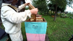 Развитие слабого отводка с весны до осени Фильм 6