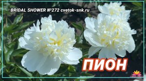 ПИОН "BRIDAL SHOWER"/Сад Ворошиловой