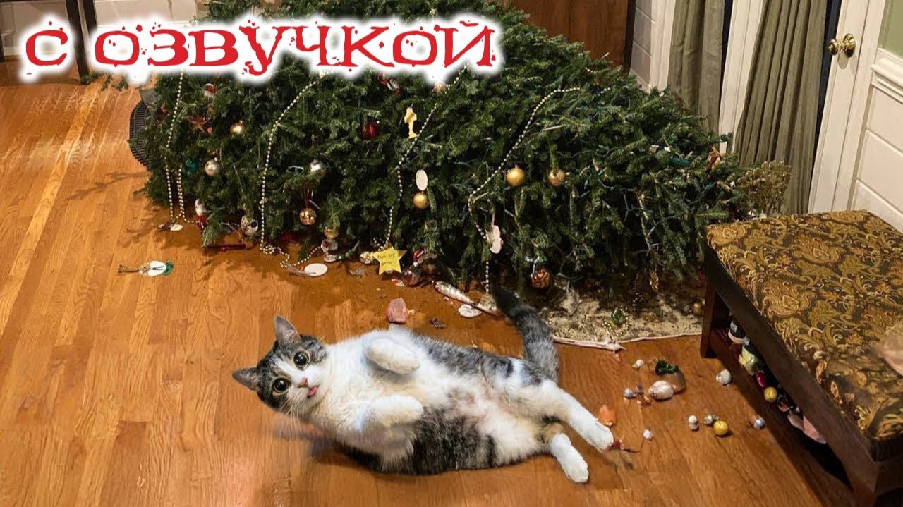 Приколы с котами! С ОЗВУЧКОЙ! Самые смешные животные! СМЕШНЫЕ КОТЫ  и собаки! ДО СЛЕЗ! смотреть онлайн