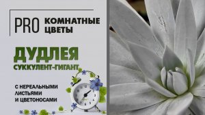 Дудлея - суккулент гигант с нереальными листьями и огромными цветоносами.  Уход, полив, пересадка.