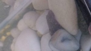 милая рыбка