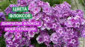 Дымчатые флоксы моей селекции
