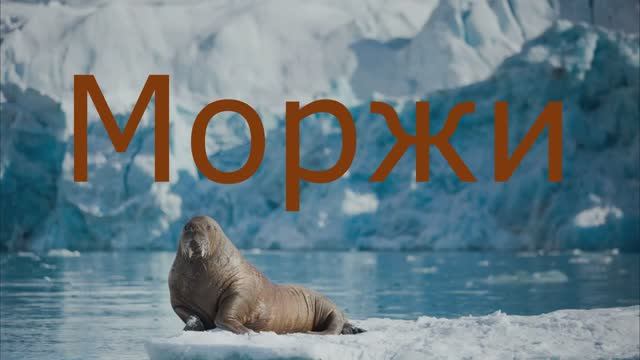 Моржи. Голос моржа смотреть онлайн
