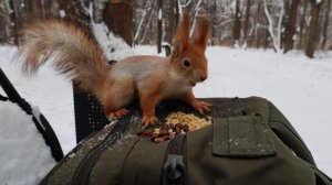 Две рыжие белки. Зарисовка