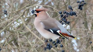 Стая свиристелей, Крылатское, 06 января 2026