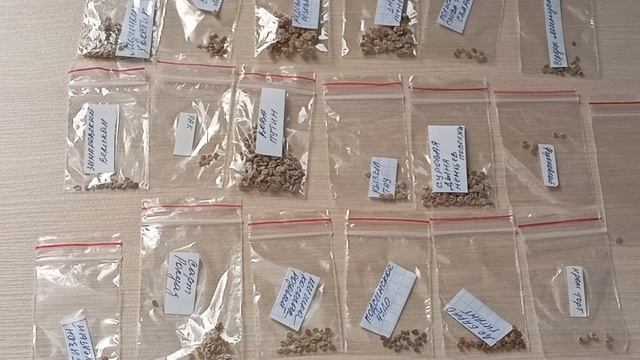 Исключительно вкусные среднеспелые сорта томатов.06.01.2026 смотреть онлайн