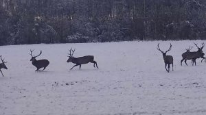 быки резвятся  на снегу