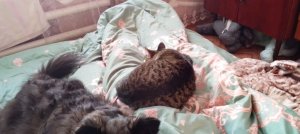 разговариваем общаемся поздравить