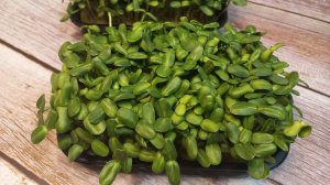 Выращивание микрозелени подсолнечника