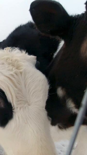 КОРОВЫ ПРИВЕТСТВУЮТ смотреть онлайн