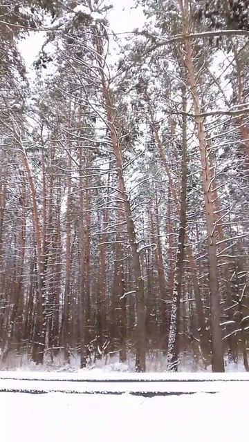 Величественный лес возле лыжной базы смотреть онлайн