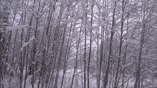 Охота с гончими. Первый выезд в 2026 году. Побудили, погоняли. Не перевиден, не добыт))) смотреть онлайн