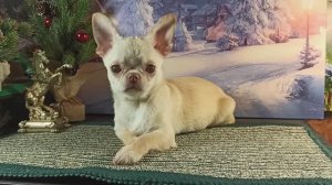 С Наступающим Рождеством Христовым! 06/01/26 Мира и Добра всем!