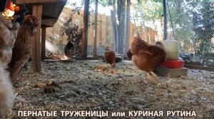 Куриная рутина – что делают куры на выгуле 😂 эпизод (105)