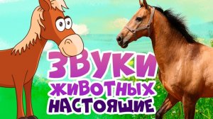 ЗВУКИ ЖИВОТНЫХ ДЛЯ ИЗУЧЕНИЯ МАЛЕНЬКИМ ДЕТЯМ. МУЛЬТИК ДЛЯ МАЛЕНЬКИХ ДЕТЕЙ.