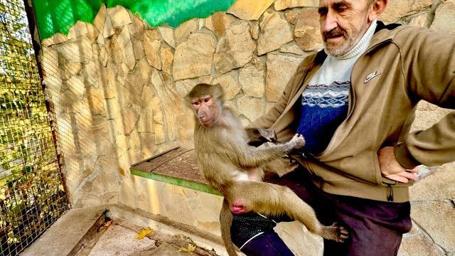 Люся ест семечки как человек, я заставляю ее брать их руками, а не выплевывать изо рта))) смотреть онлайн