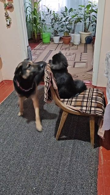 Кто в доме хозяин!? Бесстрашный кот. смотреть онлайн