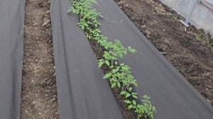 Очень ранняя посадка томата, январь 2026 год.