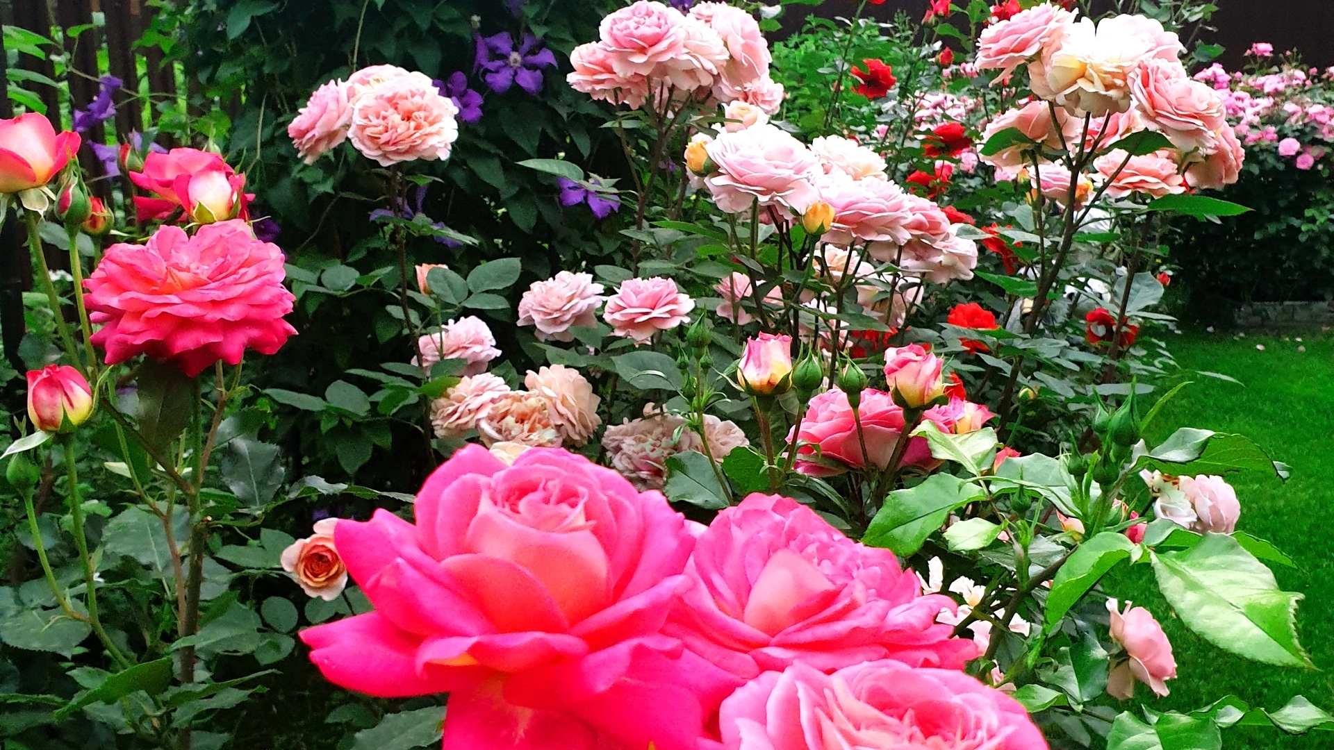 Мой розовый сад. Часть 2. смотреть онлайн