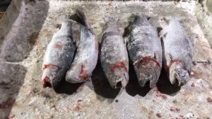 улов форели у Сергея