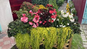 Как сохранить Вечно Цветущую Бегонию Биг Делюкс до следующего сезона.