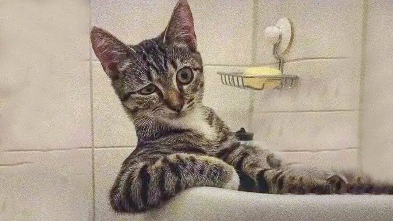 СМЕШНО ДО СЛЕЗ 😹😍 СМЕШНЫЕ КОТЫ, ЛУЧШИЕ ПРИКОЛЫ С КОТАМИ, СОБАКАМИ КОШКИ,СОБАКИ , ЖИВОТНЫЕ 🥰 смотреть онлайн