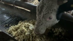 Как быки едят картошку