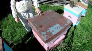 Развитие слабого отводка с весны до осени Фильм 2