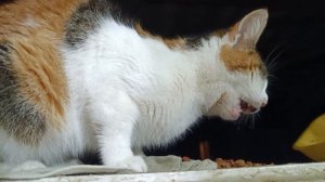 Ушастика пришла покушать