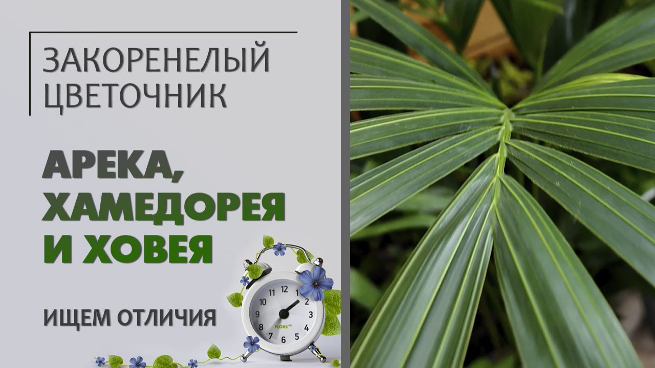 Арека (хризалидокарпус), Хамедорея и Ховея - ЭТО РАЗНЫЕ РАСТЕНИЯ! Общее только одно - это пальмы. смотреть онлайн