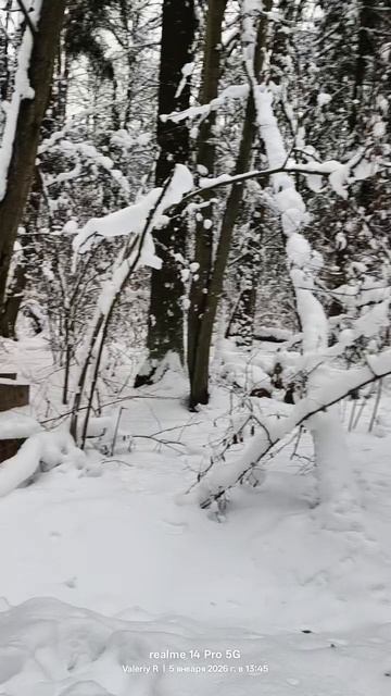 Январь. Лыжная прогулка в лесопарке ❄️🌲❄️🌲❄️⛷️❄️🌲❄️🌲❄️ 05.01.2026 смотреть онлайн