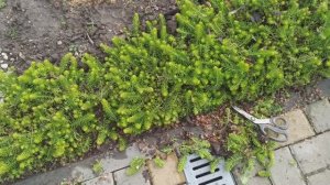 Чудесная погода, так и тянет поработать в цветниках.