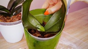 Знакомая картина. Корней НЕТ, ствол ГНИЛОЙ. Возможно ли спасти орхидею 😏