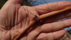 Виноград устойчивый к заболеваниям  и морозу.