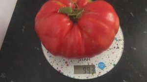 Урожай томатов и перцев 2025 год