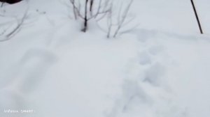 Пришёл посмотреть, как зимуют в Сибири мои абрикосы и черешни, без Сибирских морозов.