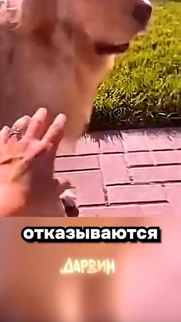 Почему собака верная? смотреть онлайн