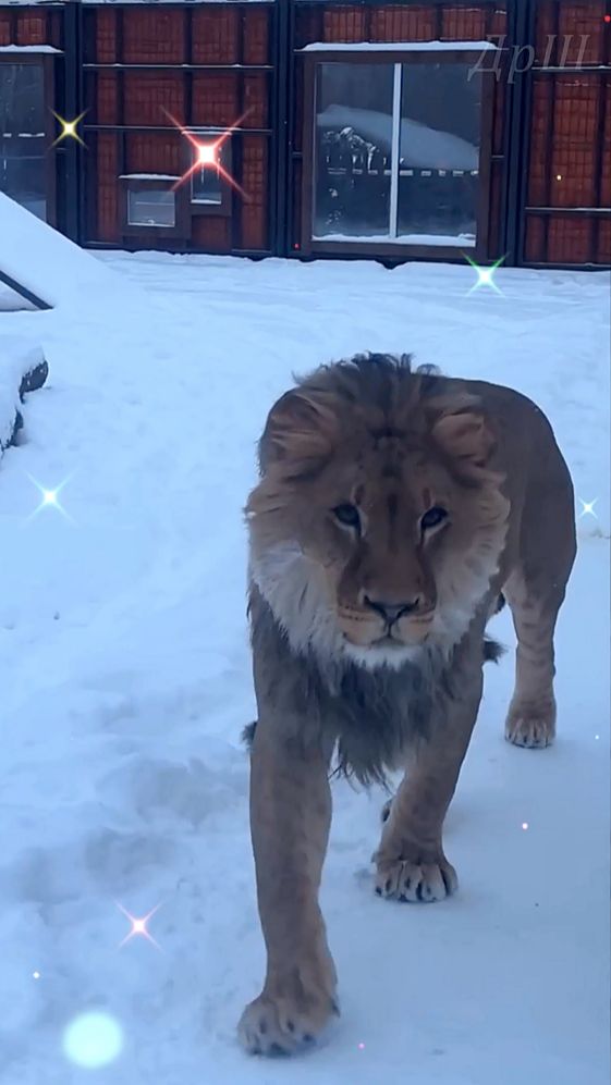 Лев ШЕРХАН поздравляет друзей с Рождеством! #шерхан #лев #шерхан_тайган #lion #animals #shortvideo смотреть онлайн