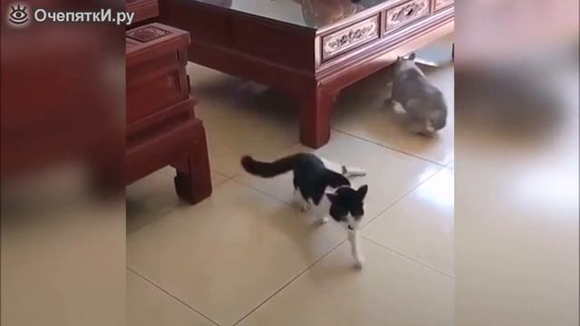 Прикольчики с животными смотреть онлайн