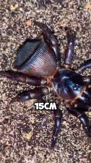 Этот паук придумал гениальный способ охоты #shorts смотреть онлайн