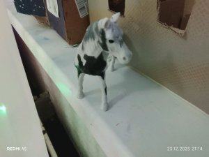 лошади schleich отборочный тур Шляйх