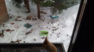 Белая полоска характер показывает