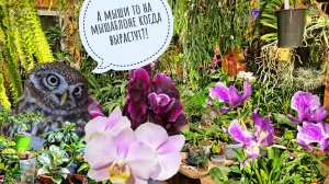 Зимнее цветение орхидей в совиной оранжерее. Чего там сыч Лучик навыращивал?