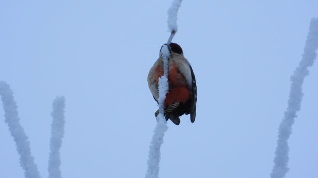 Дятел с ощипаным хвостом, наблюдение птиц в Великом Новгороде, 6 января 2026 смотреть онлайн