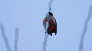 Дятел с ощипаным хвостом, наблюдение птиц в Великом Новгороде, 6 января 2026